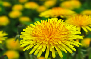 Dandelion spirit