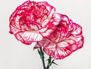 Why we should all love Carnations